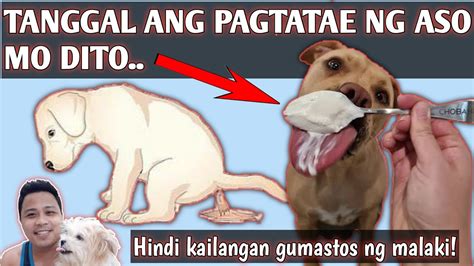 gamot sa pagtatae ng aso  Nagtatae ng dugo ang aso ko